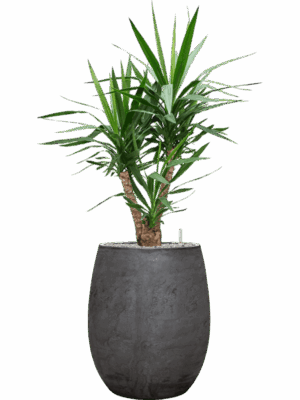 Yucca Elephantipes In Baq Algar D 27 H 133 cm - PlantenShop24 - 01-09-2025