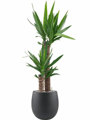 Yucca Elephantipes In Grigio D 21 H 121 cm - PlantenShop24 - 12-08-2025
