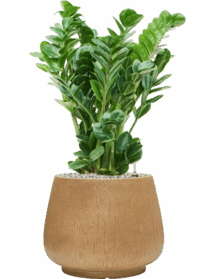 Zamioculcas Zamiifolia Midori In Baq Raindrop D 19 H 76 cm - PlantenShop24 - 21-08-2025