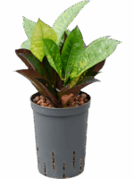 Croton Codiaeum Variegatum Mrs. Iceton D 15 H 50 cm - PlantenShop24 - 17-09-2025
