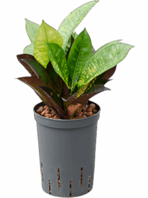 Croton Codiaeum Variegatum Mrs. Iceton D 15 H 50 cm - PlantenShop24 - 17-09-2025