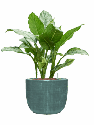 Aglaonema Chantal In Plain Striped D 18 H 77 cm - PlantenShop24 - 17-09-2025