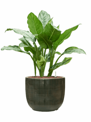 Aglaonema Chantal In Plain Striped D 18 H 77 cm - PlantenShop24 - 17-09-2025