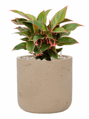 Aglaonema Jungle Red In Rough D 19 H 44 cm - PlantenShop24 - 15-09-2025