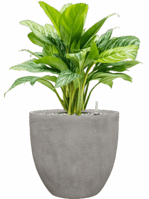 Aglaonema Stripes In Antwerp D 24 H 80 cm - PlantenShop24 - 04-09-2025