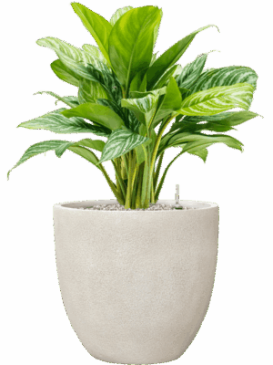 Aglaonema Stripes In Antwerp D 24 H 80 cm - PlantenShop24 - 04-09-2025