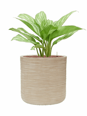 Aglaonema Stripes In Baq Dune D 15 H 71 cm - PlantenShop24 - 11-09-2025