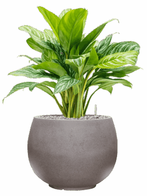 Aglaonema Stripes In Rotunda Urban D 24 H 75 cm - PlantenShop24 - 04-09-2025