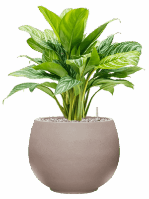 Aglaonema Stripes In Rotunda Urban D 24 H 75 cm - PlantenShop24 - 04-09-2025