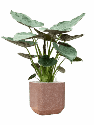 Alocasia Wentii In Baq Terrazzo D 32 H 142 cm - PlantenShop24 - 16-09-2025