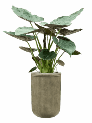 Alocasia Wentii In Baq Vertical Rib D 32 H 161 cm - PlantenShop24 - 16-09-2025