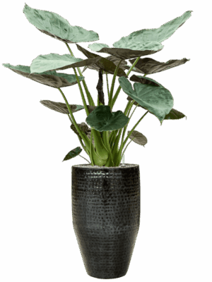 Alocasia Wentii In Thom D 32 H 165 cm - PlantenShop24 - 16-09-2025