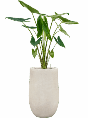 Alocasia Zebrina In Antwerp D 24 H 138 cm - PlantenShop24 - 08-09-2025