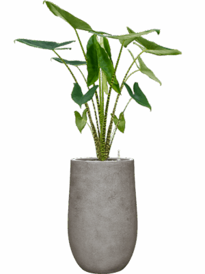 Alocasia Zebrina In Antwerp D 24 H 139 cm - PlantenShop24 - 08-09-2025