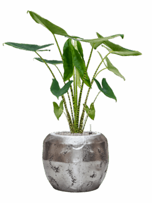 Alocasia Zebrina In Baq Opus Raw D 24 H 124 cm - PlantenShop24 - 15-09-2025