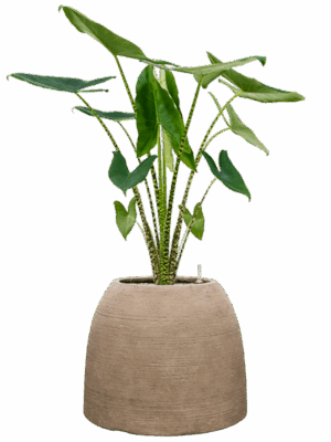 Alocasia Zebrina In Colorado D 24 H 128 cm - PlantenShop24 - 08-09-2025