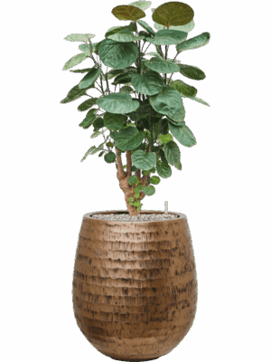 Aralia Polyscias Fabian In Baq Opus Hammered D 21 H 100 cm - PlantenShop24 - 11-09-2025