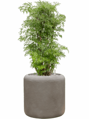 Aralia Polyscias Ming In Baq Nucast D 24 H 87 cm - PlantenShop24 - 10-09-2025