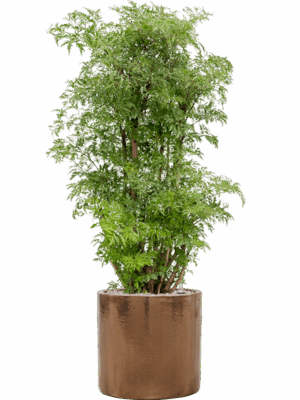 Aralia Polyscias Ming In Cylinder D 24 H 106 cm - PlantenShop24 - 10-09-2025