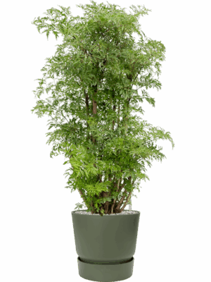 Aralia Polyscias Ming In Greenville D 24 H 103 cm - PlantenShop24 - 10-09-2025