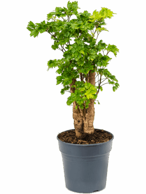 Aralia Polyscias Roble D 19 H 60 cm - PlantenShop24 - 04-09-2025
