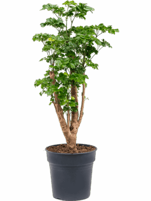 Aralia Polyscias Roble D 24 H 90 cm - PlantenShop24 - 04-09-2025