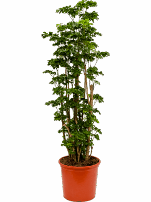Aralia Polyscias Roble D 30 H 130 cm - PlantenShop24 - 04-09-2025