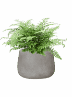 Asplenium Dimorphum Parvati In Antwerp D 23 H 48 cm - PlantenShop24 - 01-09-2025