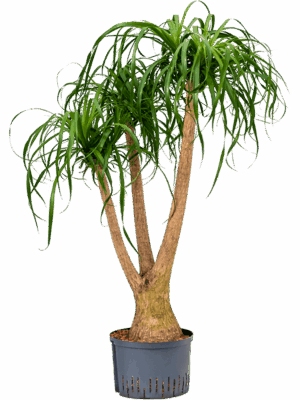 Beaucarnea Recurvata D 28 H 120 cm - PlantenShop24 - 11-09-2025