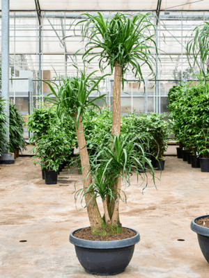 Beaucarnea Recurvata D 60 H 190 cm - PlantenShop24 - 09-09-2025