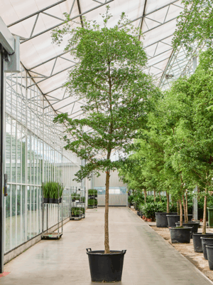Bucida Buceras Shady Lady D 80 H 475 cm - PlantenShop24 - 17-09-2025