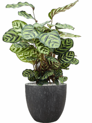 Calathea Makoyana In Baq Raindrop D 24 H 99 cm - PlantenShop24 - 01-09-2025