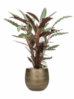 Calathea Rufibarba Wavestar In Ryan D 19 H 94 cm - PlantenShop24 - 18-09-2025