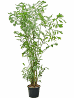 Caryota Mitis D 43 H 300 cm - PlantenShop24 - 09-09-2025