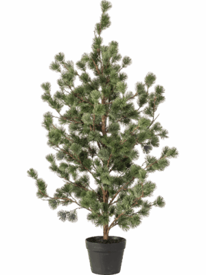 Cedar Pine H 120 cm - PlantenShop24 - 11-09-2025
