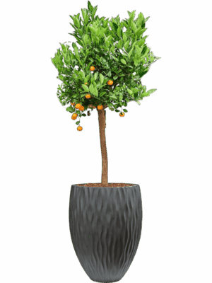 Citrus Citrofortunella Calamondin In Wave D 36 H 175 cm - PlantenShop24 - 09-09-2025