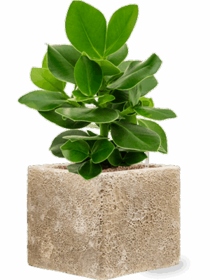 Clusia Rosea Princess In Baq Lava D 13 H 46 cm - PlantenShop24 - 04-09-2025