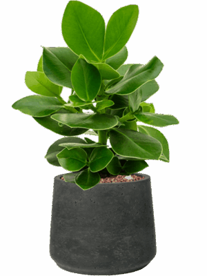 Clusia Rosea Princess In Rough D 13 H 43 cm - PlantenShop24 - 04-09-2025