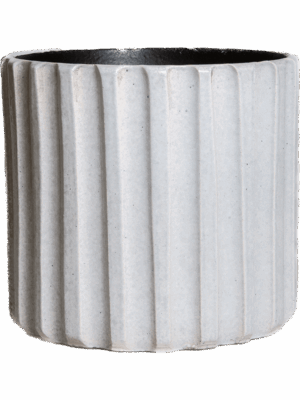 Comet D 18 H 17 cm - PlantenShop24 - 04-09-2025
