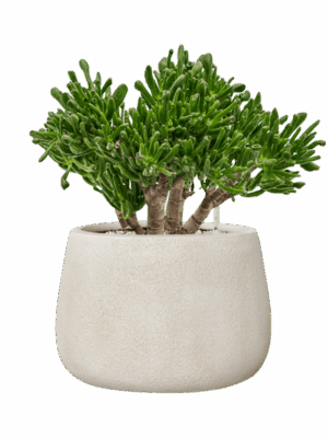 Crassula Ovata Horntree In Antwerp D 23 H 49 cm - PlantenShop24 - 16-09-2025