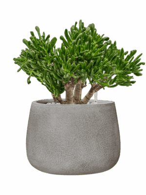 Crassula Ovata Horntree In Antwerp D 23 H 49 cm - PlantenShop24 - 16-09-2025