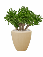 Crassula Ovata Horntree In Baq Polystone Plain D 23 H 49 cm - PlantenShop24 - 16-09-2025