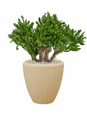 Crassula Ovata Horntree In Baq Polystone Plain D 23 H 49 cm - PlantenShop24 - 16-09-2025