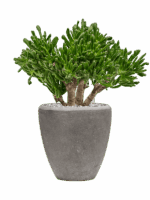 Crassula Ovata Horntree In Baq Polystone Plain D 23 H 50 cm - PlantenShop24 - 16-09-2025