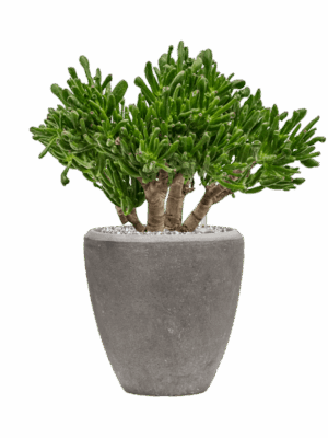 Crassula Ovata Horntree In Baq Polystone Plain D 23 H 50 cm - PlantenShop24 - 16-09-2025