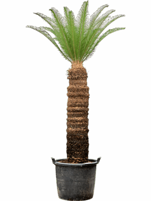 Cycas Revoluta D 60 H 220 cm - PlantenShop24 - 16-09-2025