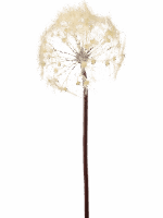 Dandelion H 91 cm - PlantenShop24 - 11-09-2025