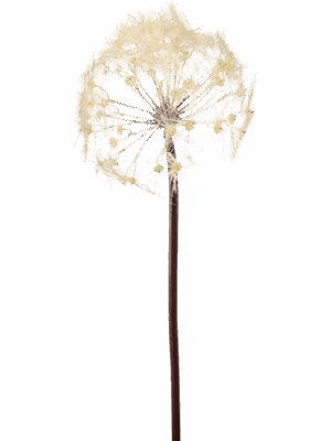 Dandelion H 91 cm - PlantenShop24 - 11-09-2025