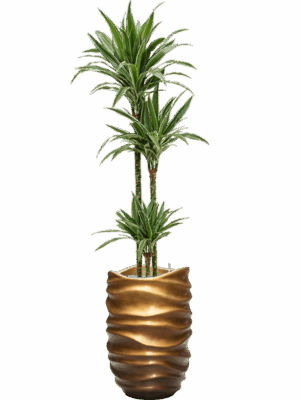 Dracaena Deremensis Warneckei In Baq Gradient Lee D 24 H 184 cm - PlantenShop24 - 05-09-2025