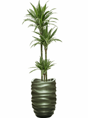 Dracaena Deremensis Warneckei In Baq Gradient Lee D 24 H 185 cm - PlantenShop24 - 05-09-2025
